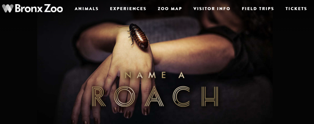 bronx-zoo-roach.png